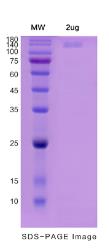 SDS-PAGE (JAG1-4065H).jpg